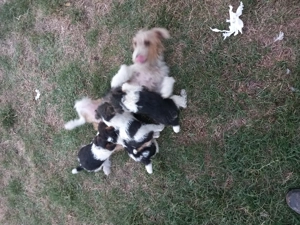 Vând căței de foxterier cu par  sârmos  - imagine 2 Vând căței de foxterier cu par  sârmos  - imagine 2