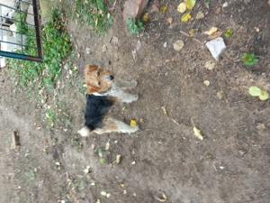 Vând căței de foxterier cu par  sârmos 