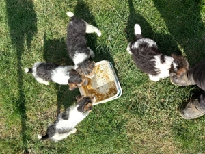 Vând căței de foxterier cu par  sârmos  - imagine 4 Vând căței de foxterier cu par  sârmos  - imagine 4