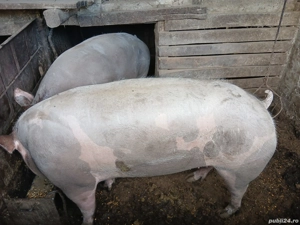Porci de vânzarea  - imagine 5 Porci de vânzarea  - imagine 5