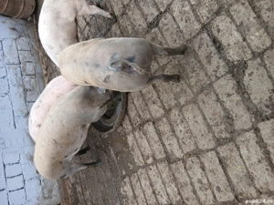 Porci de vânzarea  - imagine 2 Porci de vânzarea  - imagine 2