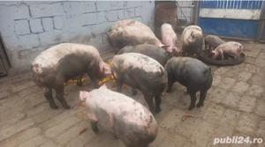 Porci de vânzarea  - imagine 3 Porci de vânzarea  - imagine 3