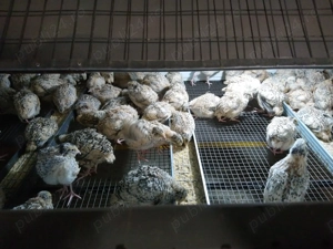 Oua de prepelita pentru incubat  - imagine 2