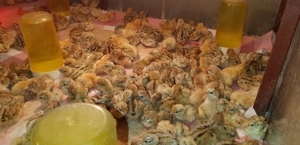 Pui de prepelita toate vârstele