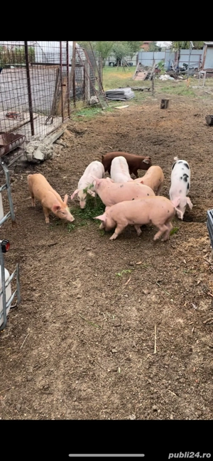 purcei de 10 saptamani - imagine 4