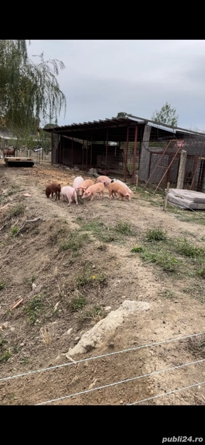 purcei de 10 saptamani - imagine 3