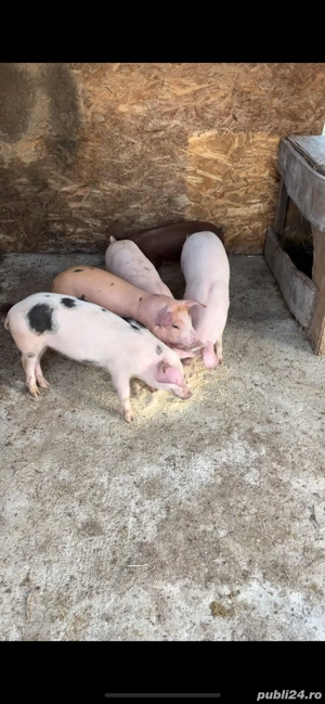 purcei de 10 saptamani - imagine 2