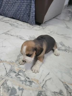 catelusi beagle  - imagine 4 catelusi beagle  - imagine 4