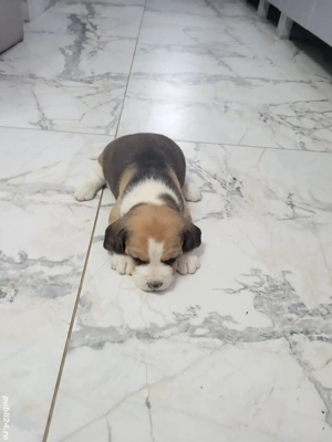 catelusi beagle  - imagine 5 catelusi beagle  - imagine 5