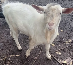 Țap alb de vânzare  - imagine 2