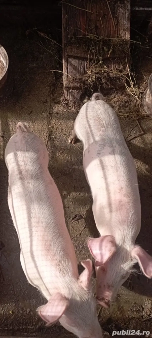 Vand  purcei - imagine 2 Vand  purcei - imagine 2