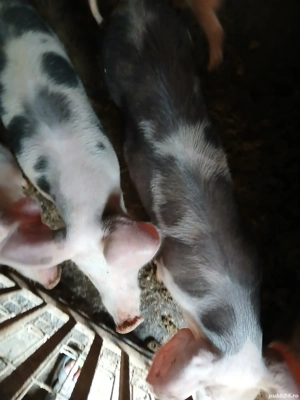 De vânzare Șoldani 