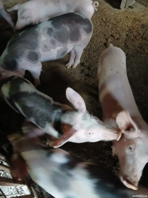 De vânzare Șoldani  - imagine 3