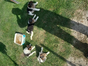 Vând căței de foxterier cu par  sârmos  - imagine 3 Vând căței de foxterier cu par  sârmos  - imagine 3