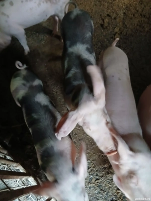 De vânzare Șoldani  - imagine 2