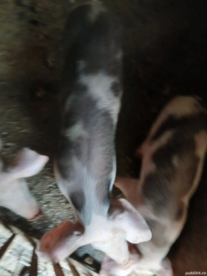 De vânzare Șoldani  - imagine 4