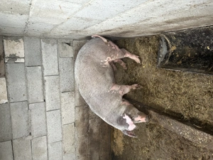 Vând porc  - imagine 3