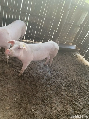 vand o grasuna numai buna de monta