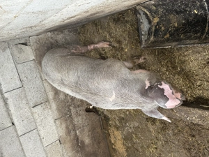 Vând porc  - imagine 2