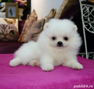Pomeranian mini toy