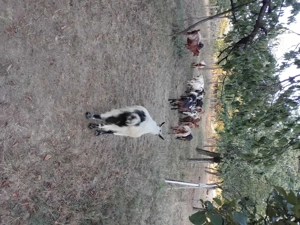 Ne cautam altă căsuță  - imagine 4 Ne cautam altă căsuță  - imagine 4