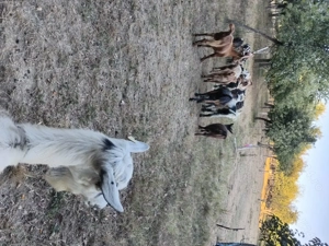 Ne cautam altă căsuță  - imagine 3 Ne cautam altă căsuță  - imagine 3