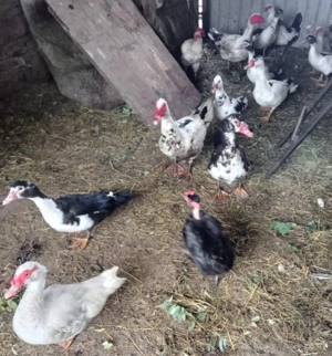 Vand rațe mute de 1 an - imagine 3