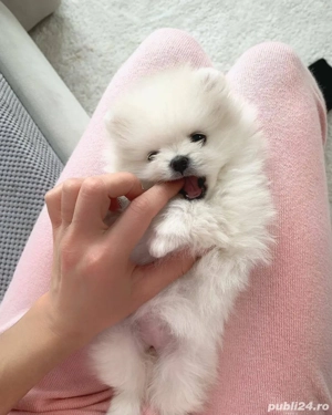 Pomeranian mini toy