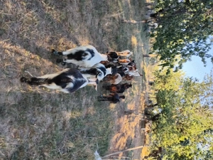 Ne cautam altă căsuță  - imagine 2 Ne cautam altă căsuță  - imagine 2