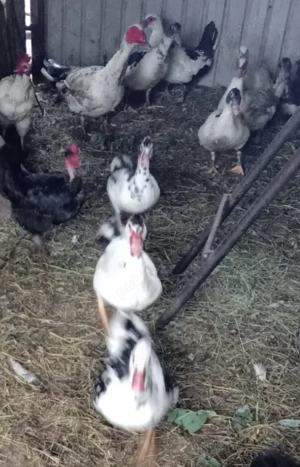 Vand rațe mute de 1 an - imagine 2