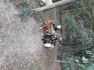 Ne cautam altă căsuță  - imagine 5 Ne cautam altă căsuță  - imagine 5