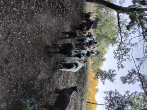 Ne cautam altă căsuță 