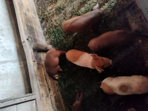 Vând purcei  de 8 săptămâni