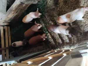 Vând purcei  de 8 săptămâni - imagine 2