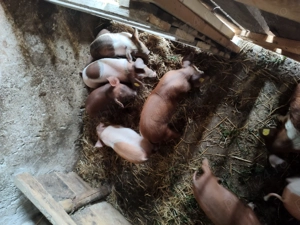 Vând purcei  de 8 săptămâni - imagine 3