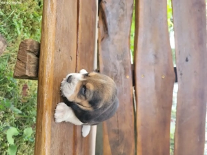 catelus beagle - imagine 4 catelus beagle - imagine 4