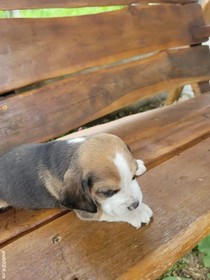 catelus beagle - imagine 3 catelus beagle - imagine 3