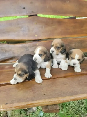 catelus beagle - imagine 2 catelus beagle - imagine 2