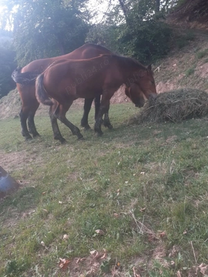 Manz de cinci luni  - imagine 3