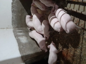 Soldanii de vanzare - imagine 2