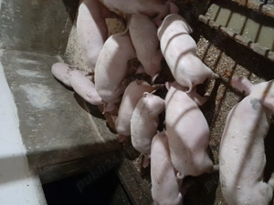 Soldanii de vanzare - imagine 4