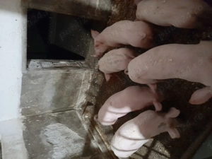 Soldanii de vanzare - imagine 3