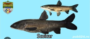 puiet peste Lin si amur negru scoicar - imagine 2