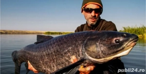 puiet peste Lin si amur negru scoicar - imagine 3