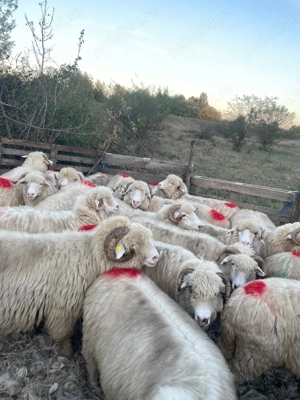 Vând 25 de miori și stramiori cu origine