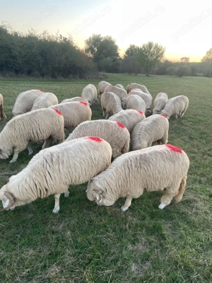 Vând 25 de miori și stramiori cu origine - imagine 2