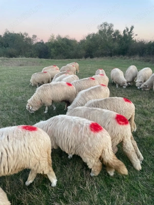 Vând 25 de miori și stramiori cu origine - imagine 3