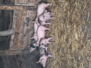 Purcei ași cauta alta casa