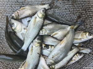 puiet peste Lin si amur negru scoicar - imagine 4