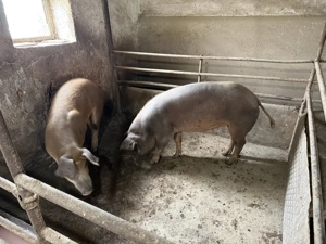 Porci disponibili  - imagine 2